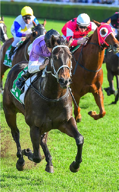 Course de galop, plat